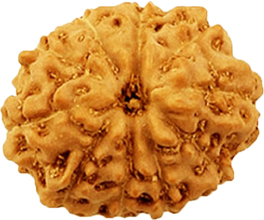 10 Mukhi Indoneshian Rudraksha; Original & Certified