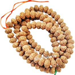 Ten Mukhi Rudraksha From Java Indonesia online