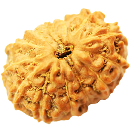 14-mukhi-rudraksha-indoneshan