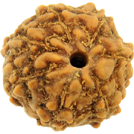 7 Mukhi Indoneshian Rudraksha; Original & Certified