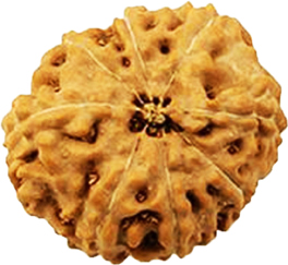 8-mukhi-rudraksha-indoneshian