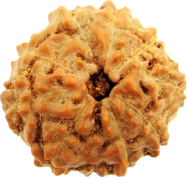 9-mukhi-indoneshian-rudraksha