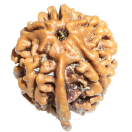 Natural Ganesh Rudraksha Nepali With Lab Certified