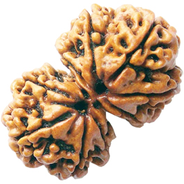 Natural Gauri Shankar Rudraksha Nepali With Lab Certified