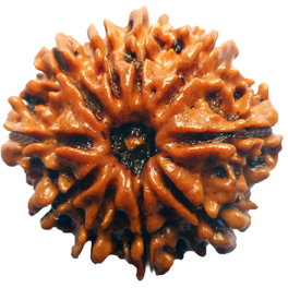 Natural 10 Mukhi Nepali Rudraksha With Lab Certified