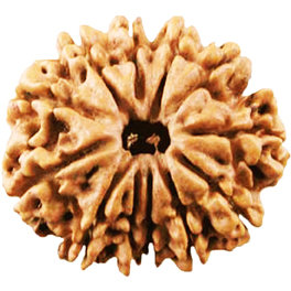 Natural 11 Mukhi Nepali Rudraksha With Lab Certified