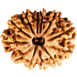 Natural 12 Mukhi Nepali Rudraksha With Lab Certified