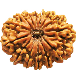 Natural 13 Mukhi Nepali Rudraksha With Lab Certified