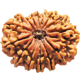 Natural 14 Mukhi Nepali Rudraksha With Lab Certified