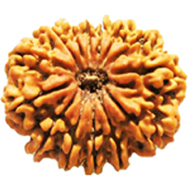 Natural 15 Mukhi Nepali Rudraksha With Lab Certified