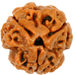 Natural 3 Mukhi Nepali Rudraksha With Lab Certified