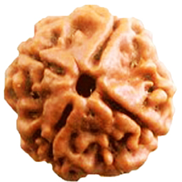 Natural 4 Mukhi Nepali Rudraksha With Lab Certified