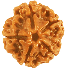 Natural 5 Mukhi Nepali Rudraksha With Lab Certified