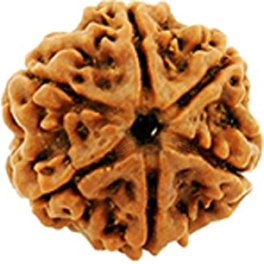 Natural 6 Mukhi Nepali Rudraksha With Lab Certified