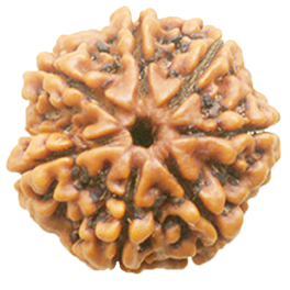 Natural 7 Mukhi Nepali Rudraksha With Lab Certified