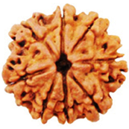 Natural 8 Mukhi Nepali Rudraksha With Lab Certified