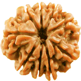 Natural 9 Mukhi Nepali Rudraksha With Lab Certified