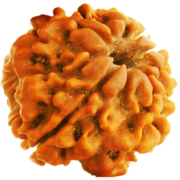 Natural 1 Mukhi Nepali Rudraksha Lab Certified