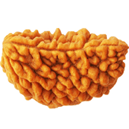 Natural 1 Mukhi Rudraksha Rameshwaram (Kaju Shape) With Lab Certified